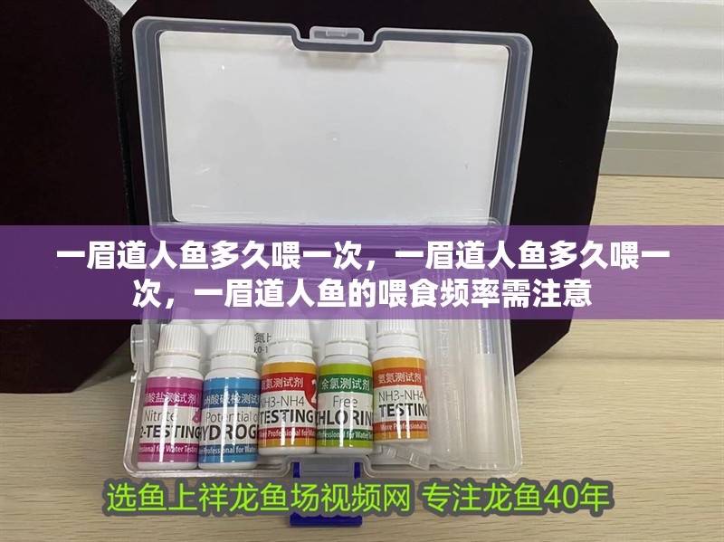 一眉道人魚多久喂一次，一眉道人魚多久喂一次，一眉道人魚的喂食頻率需注意 一眉道人魚多久喂一次，一眉道人魚多久喂一次，一眉道人魚的喂食頻率需注意 龍魚百科