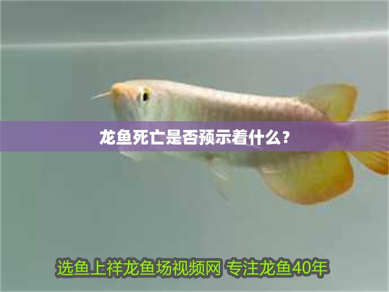 龍魚(yú)死亡是否預(yù)示著什么？ 龍魚(yú)死亡是否預(yù)示著什么？ 龍魚(yú)百科