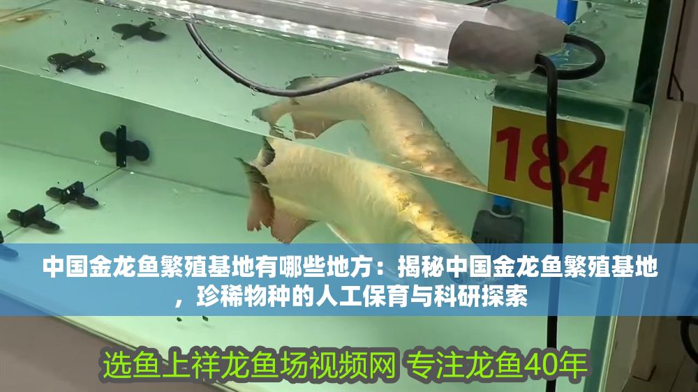 中國金龍魚繁殖基地有哪些地方：揭秘中國金龍魚繁殖基地，珍稀物種的人工保育與科研探索