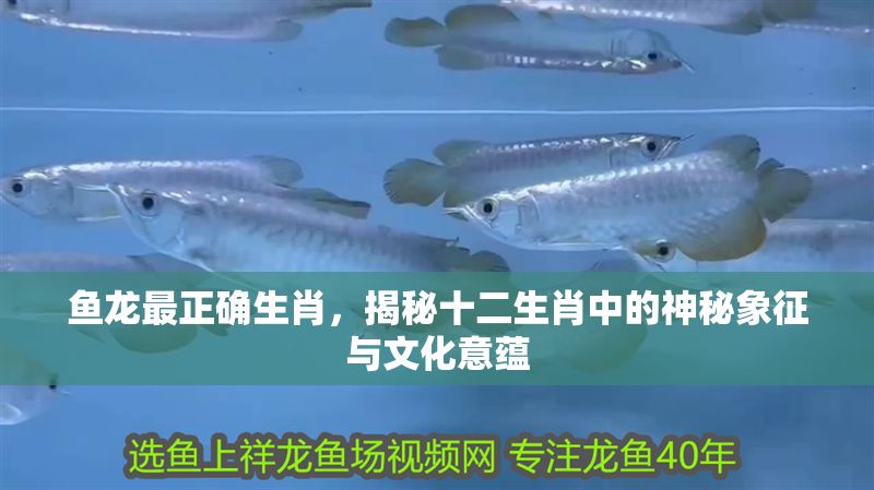 魚龍最正確生肖，揭秘十二生肖中的神秘象征與文化意蘊