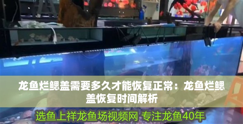 龍魚爛鰓蓋需要多久才能恢復正常：龍魚爛鰓蓋恢復時間解析