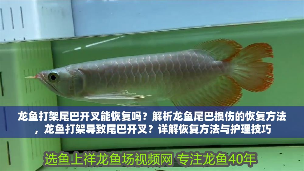 龍魚打架尾巴開叉能恢復嗎？解析龍魚尾巴損傷的恢復方法，龍魚打架導致尾巴開叉？詳解恢復方法與護理技巧