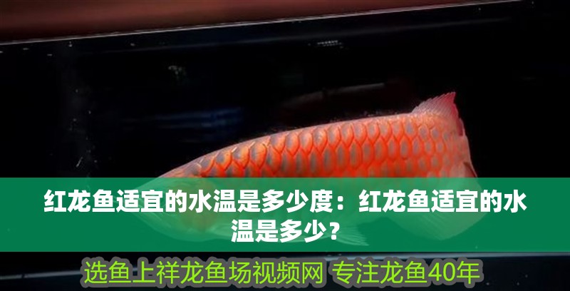 紅龍魚適宜的水溫是多少度：紅龍魚適宜的水溫是多少？