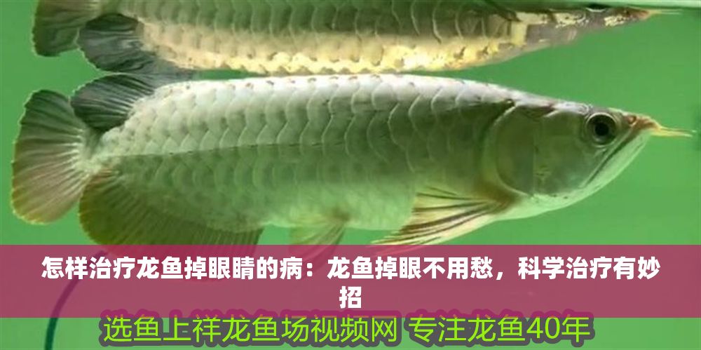 怎樣治療龍魚掉眼睛的病：龍魚掉眼不用愁，科學治療有妙招