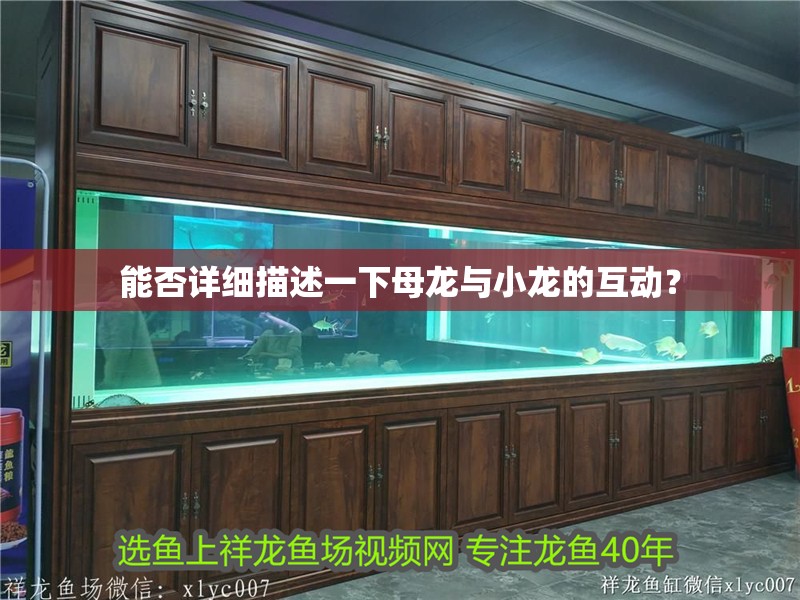 能否詳細(xì)描述一下母龍與小龍的互動？ 能否詳細(xì)描述一下母龍與小龍的互動？ 龍魚百科