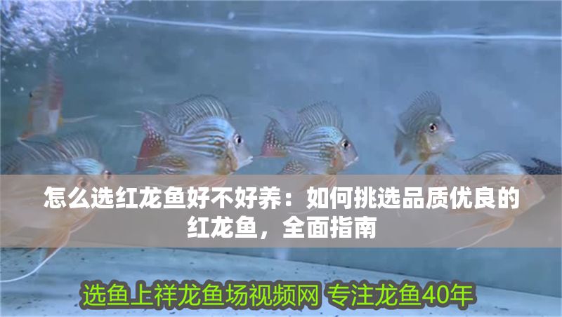 怎么選紅龍魚好不好養(yǎng)：如何挑選品質(zhì)優(yōu)良的紅龍魚，全面指南 怎么選紅龍魚好不好養(yǎng)：如何挑選品質(zhì)優(yōu)良的紅龍魚，全面指南 龍魚百科 第1張