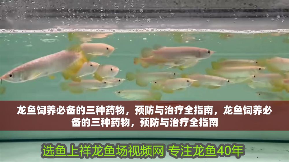 龍魚飼養必備的三種藥物，預防與治療全指南，龍魚飼養必備的三種藥物，預防與治療全指南