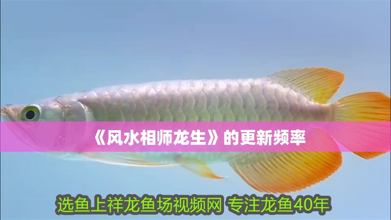 《風(fēng)水相師龍生》的更新頻率 《風(fēng)水相師龍生》的更新頻率 龍魚百科