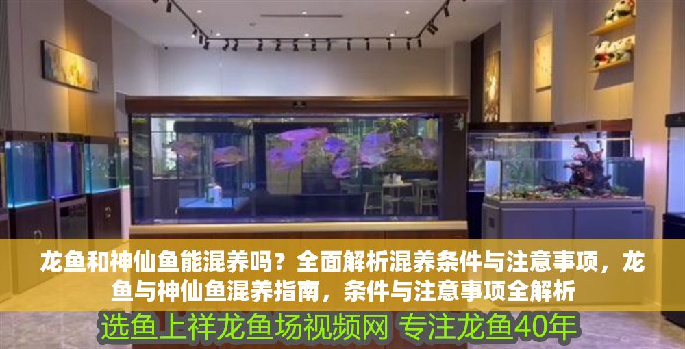 龍魚和神仙魚能混養嗎？全面解析混養條件與注意事項，龍魚與神仙魚混養指南，條件與注意事項全解析