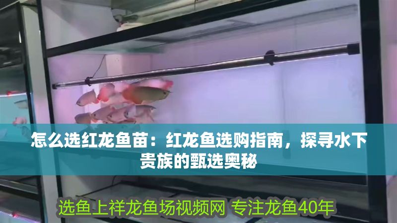 怎么選紅龍魚苗：紅龍魚選購指南，探尋水下貴族的甄選奧秘