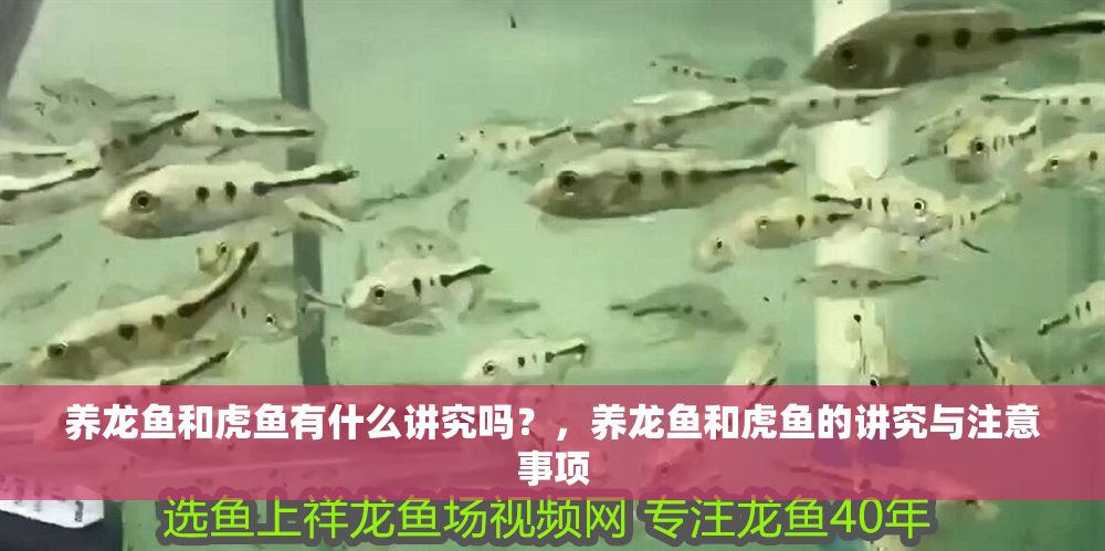 養(yǎng)龍魚和虎魚有什么講究嗎？，養(yǎng)龍魚和虎魚的講究與注意事項(xiàng)