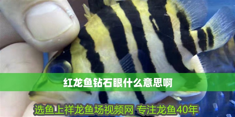 紅龍魚鉆石眼什么意思啊