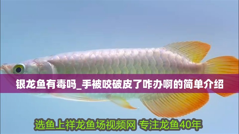銀龍魚(yú)有毒嗎_手被咬破皮了咋辦啊的簡(jiǎn)單介紹