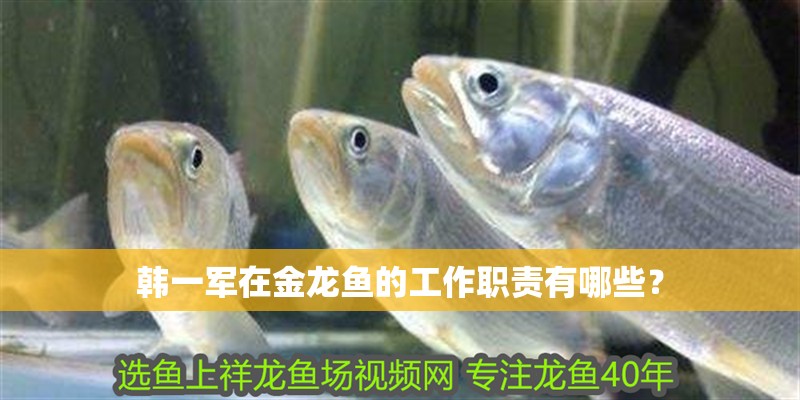韓一軍在金龍魚的工作職責有哪些？