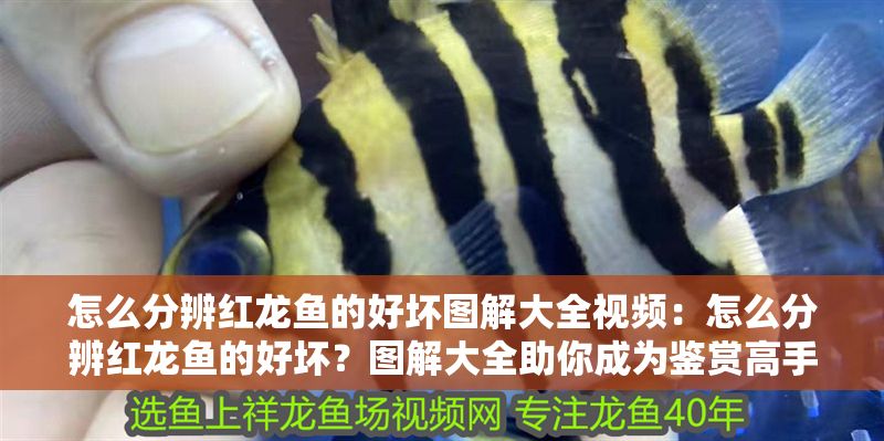 怎么分辨紅龍魚的好壞圖解大全視頻：怎么分辨紅龍魚的好壞？圖解大全助你成為鑒賞高手