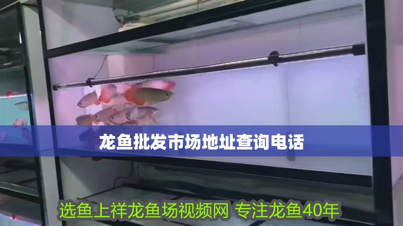 龍魚(yú)批發(fā)市場(chǎng)地址查詢電話