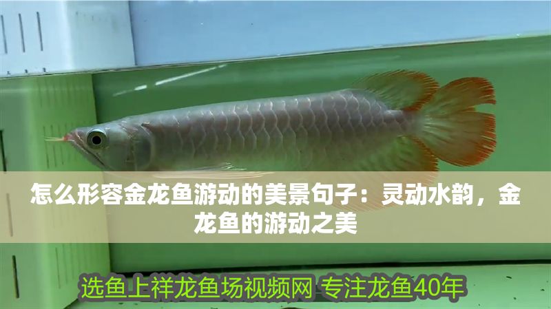 怎么形容金龍魚(yú)游動(dòng)的美景句子：靈動(dòng)水韻，金龍魚(yú)的游動(dòng)之美