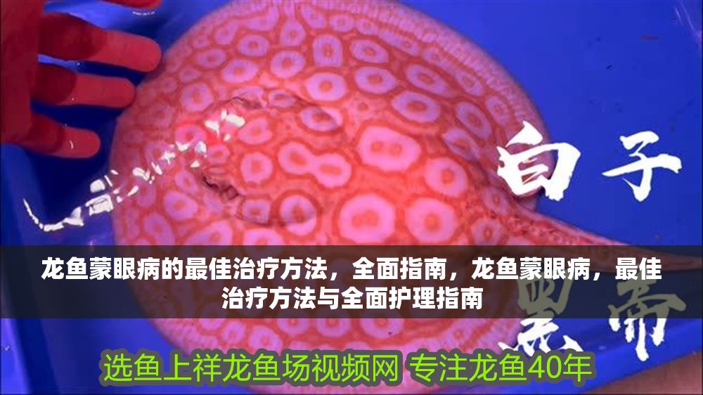 龍魚蒙眼病的最佳治療方法，全面指南，龍魚蒙眼病，最佳治療方法與全面護(hù)理指南