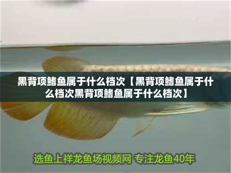 黑背項鰭魚屬于什么檔次【黑背項鰭魚屬于什么檔次黑背項鰭魚屬于什么檔次】