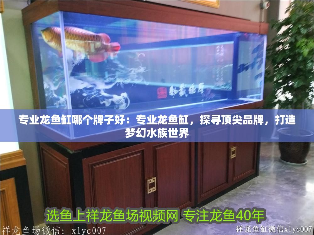 專業(yè)龍魚缸哪個牌子好：專業(yè)龍魚缸，探尋頂尖品牌，打造夢幻水族世界