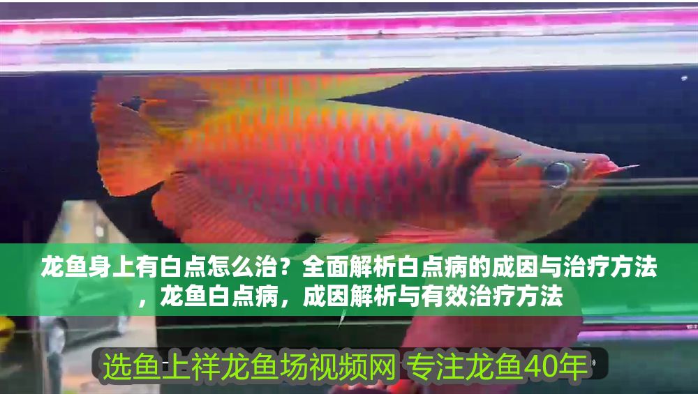 龍魚身上有白點(diǎn)怎么治？全面解析白點(diǎn)病的成因與治療方法，龍魚白點(diǎn)病，成因解析與有效治療方法