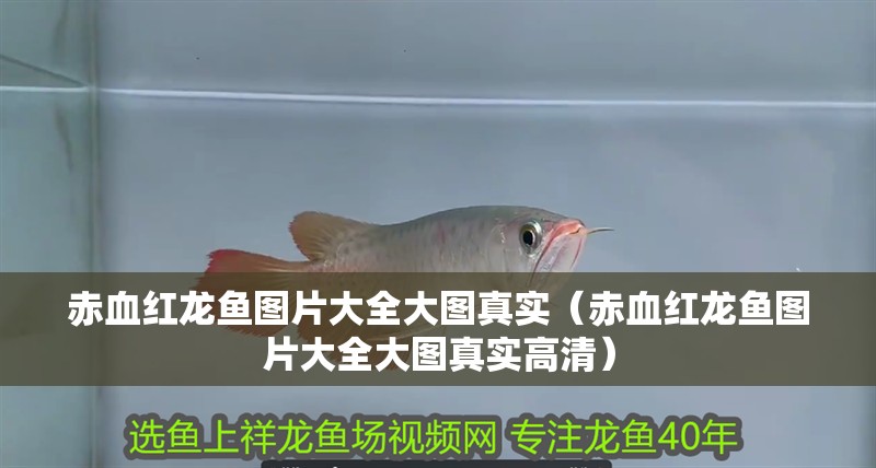 赤血紅龍魚圖片大全大圖真實（赤血紅龍魚圖片大全大圖真實高清）