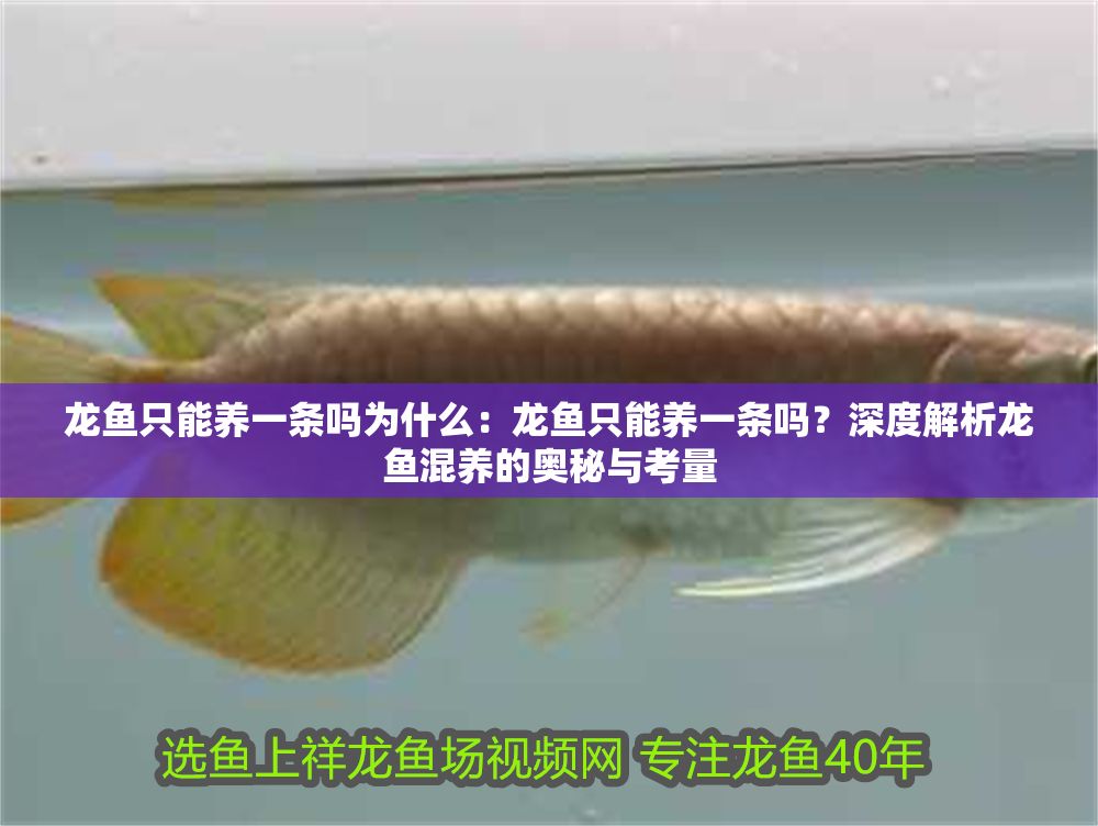龍魚只能養一條嗎為什么：龍魚只能養一條嗎？深度解析龍魚混養的奧秘與考量