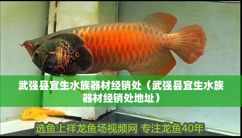 武強縣宜生水族器材經銷處（武強縣宜生水族器材經銷處地址）