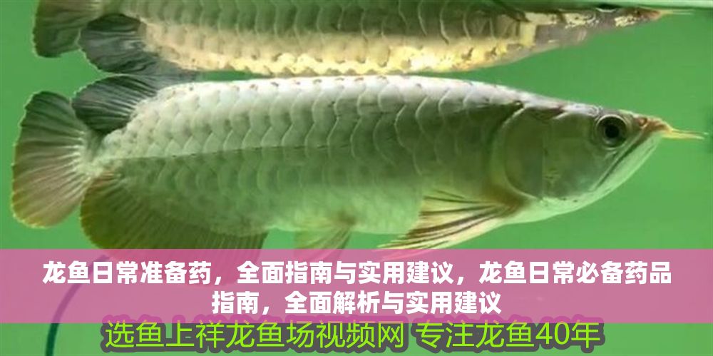 龍魚日常準(zhǔn)備藥，全面指南與實用建議，龍魚日常必備藥品指南，全面解析與實用建議