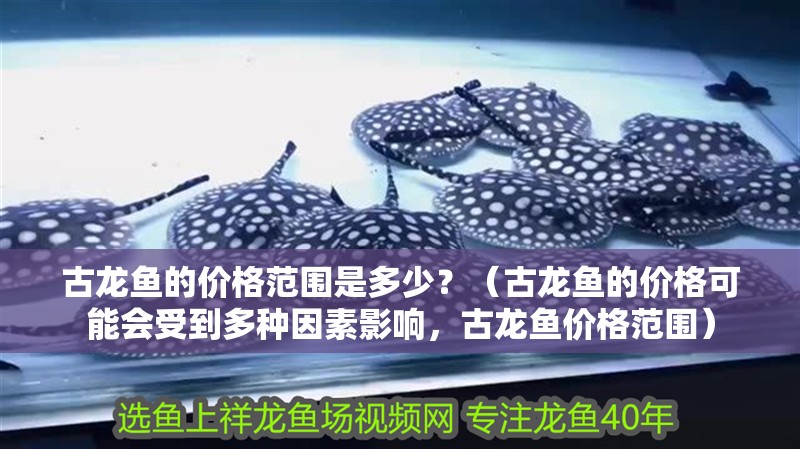 古龍魚的價格范圍是多少？（古龍魚的價格可能會受到多種因素影響，古龍魚價格范圍）