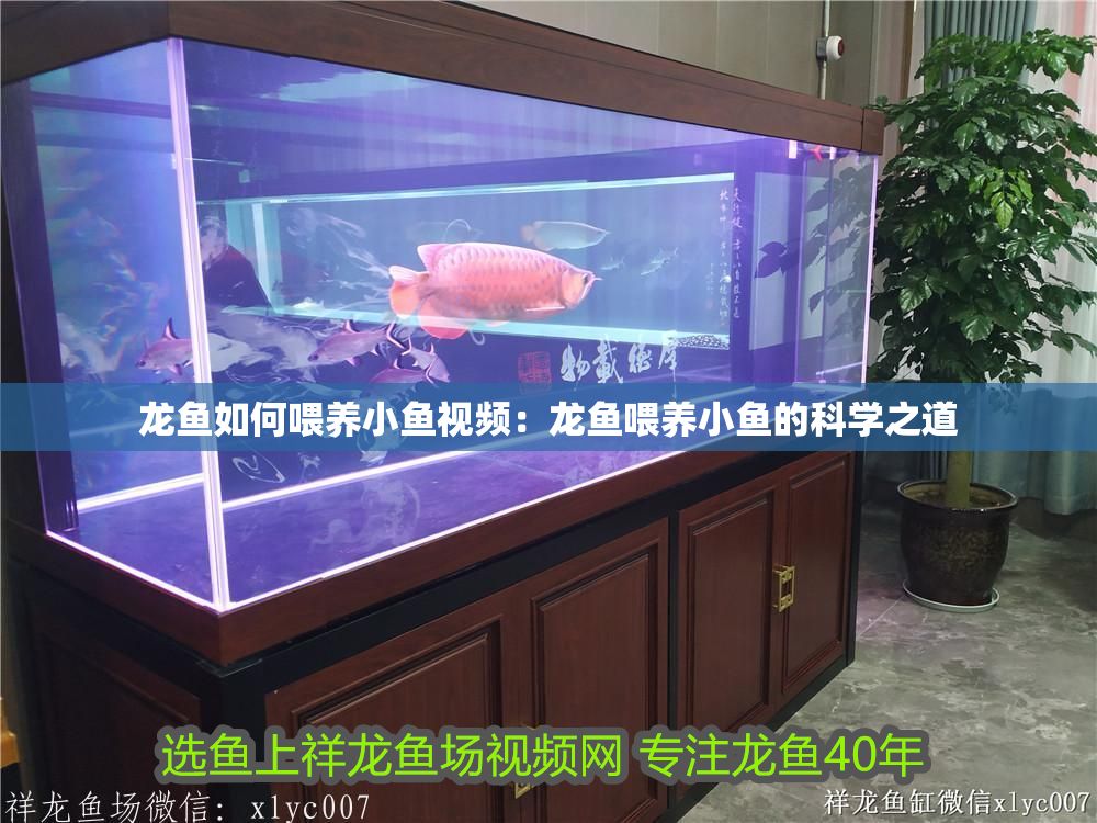 龍魚(yú)如何喂養(yǎng)小魚(yú)視頻：龍魚(yú)喂養(yǎng)小魚(yú)的科學(xué)之道
