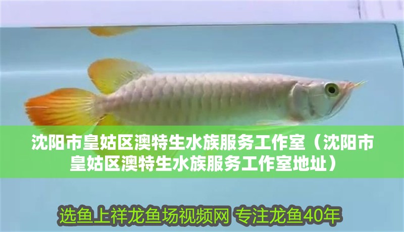 沈陽市皇姑區(qū)澳特生水族服務(wù)工作室（沈陽市皇姑區(qū)澳特生水族服務(wù)工作室地址）