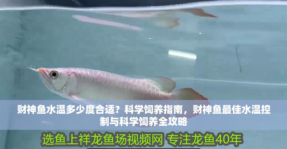 財神魚水溫多少度合適？科學飼養指南，財神魚最佳水溫控制與科學飼養全攻略