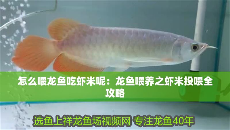 怎么喂龍魚吃蝦米呢：龍魚喂養(yǎng)之蝦米投喂全攻略