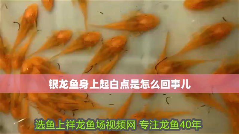 銀龍魚身上起白點(diǎn)是怎么回事兒 銀龍魚身上起白點(diǎn)是怎么回事兒 龍魚百科