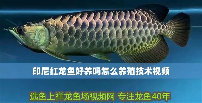 印尼紅龍魚好養(yǎng)嗎怎么養(yǎng)殖技術(shù)視頻