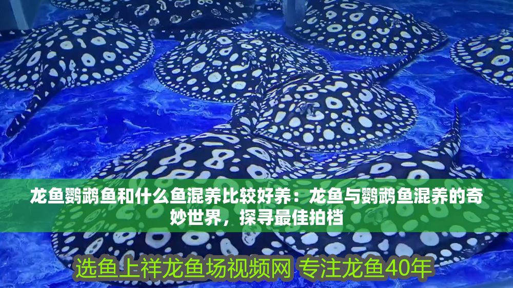 龍魚鸚鵡魚和什么魚混養比較好養：龍魚與鸚鵡魚混養的奇妙世界，探尋最佳拍檔