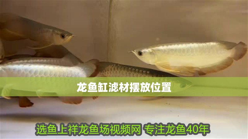 龍魚缸濾材擺放位置