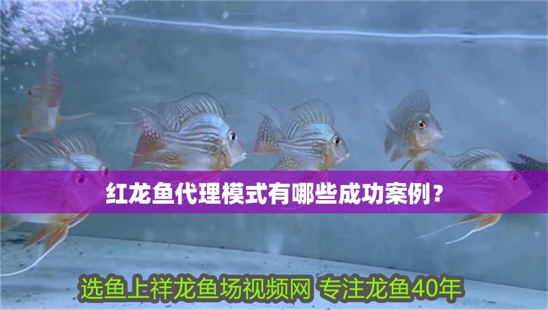 紅龍魚代理模式有哪些成功案例？ 紅龍魚代理模式有哪些成功案例？ 龍魚百科