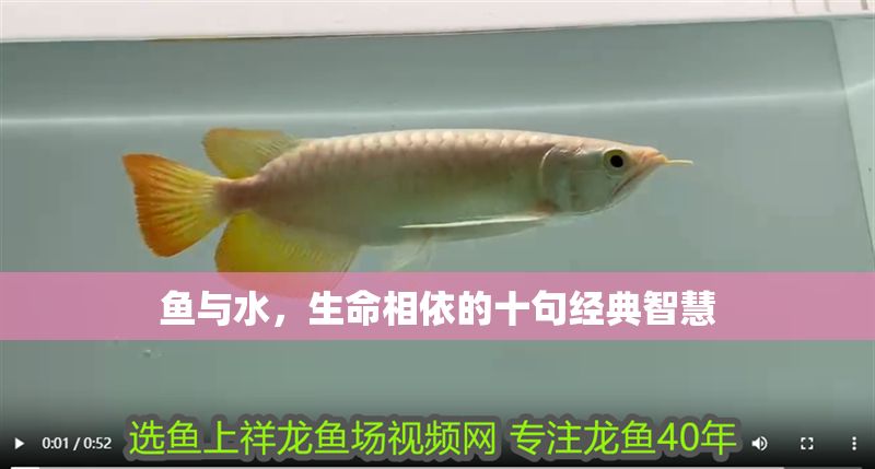 魚與水，生命相依的十句經(jīng)典智慧