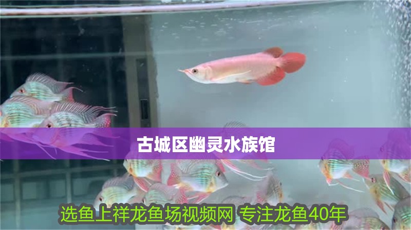 古城區幽靈水族館