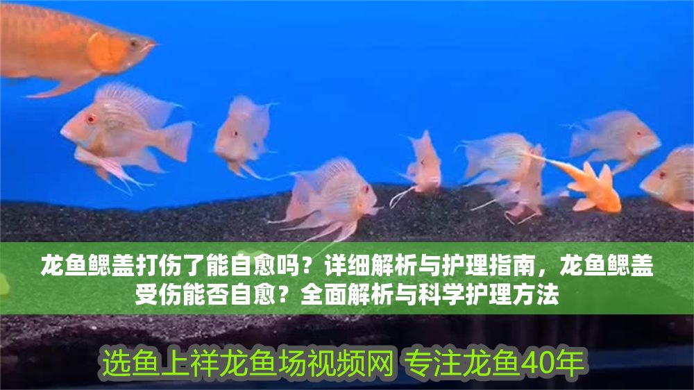 龍魚鰓蓋打傷了能自愈嗎？詳細解析與護理指南，龍魚鰓蓋受傷能否自愈？全面解析與科學護理方法 龍魚鰓蓋打傷了能自愈嗎？詳細解析與護理指南，龍魚鰓蓋受傷能否自愈？全面解析與科學護理方法 龍魚常見疾病 第1張