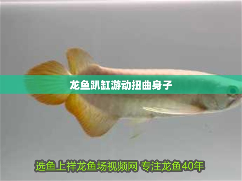 龍魚趴缸游動扭曲身子