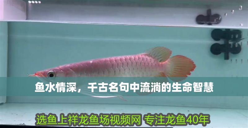 魚水情深,千古名句中流淌的生命智慧 龍魚百科 第1張 魚水情深,千古名句中流淌的生命智慧 魚水情深,千古名句中流淌的生命智慧 龍魚百科 第1張