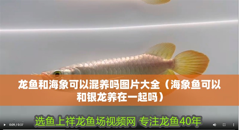 龍魚和海象可以混養嗎圖片大全（海象魚可以和銀龍養在一起嗎）