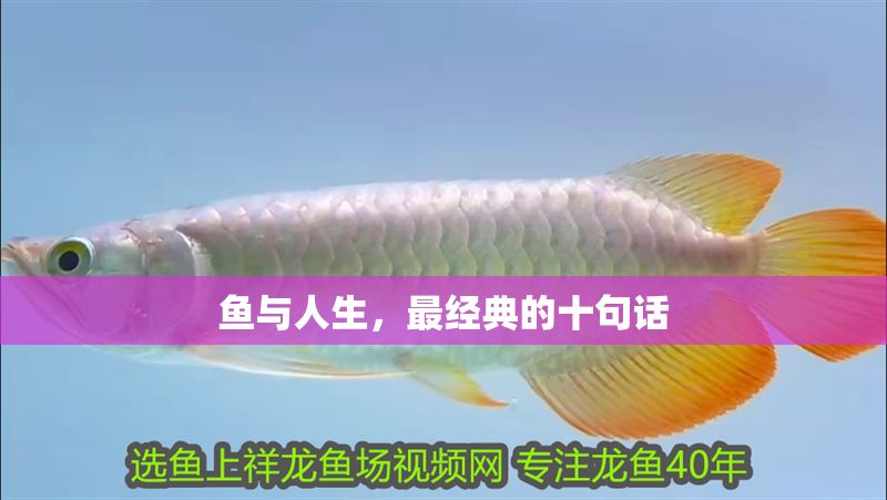魚與人生，最經典的十句話