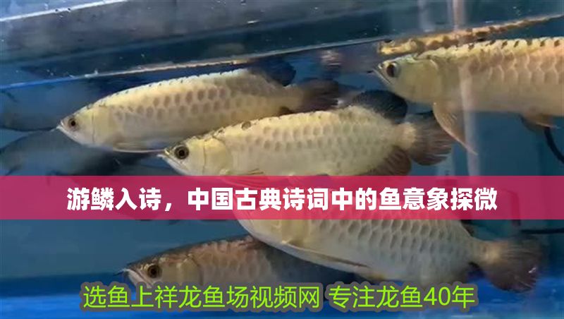 游鱗入詩(shī)，中國(guó)古典詩(shī)詞中的魚(yú)意象探微