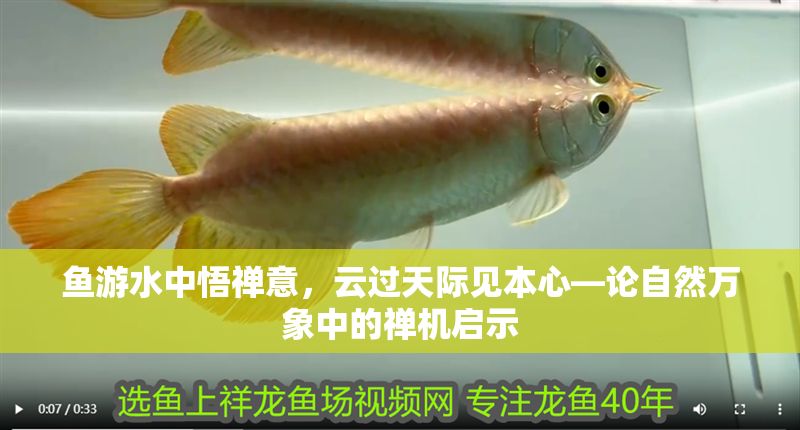 魚游水中悟禪意，云過天際見本心—論自然萬象中的禪機啟示