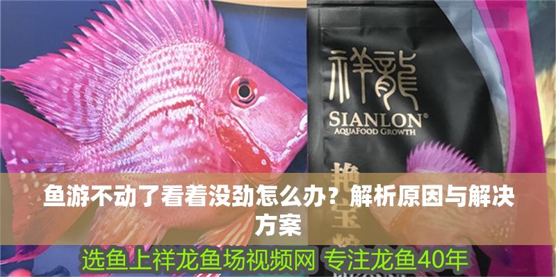 魚游不動了看著沒勁怎么辦？解析原因與解決方案