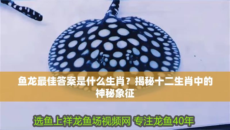魚龍最佳答案是什么生肖？揭秘十二生肖中的神秘象征